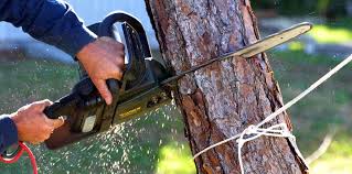 Reliable Sunray, TX Tree Removal and Landscaping Services Solutions